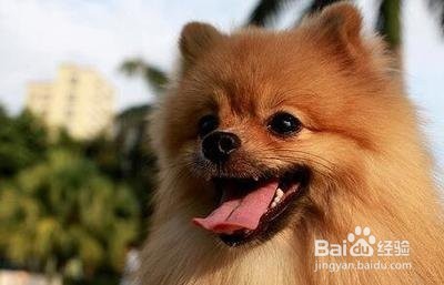 你知道怎么照顾年纪大的狗狗吗?