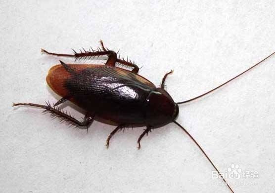 食堂有蟑螂怎么办