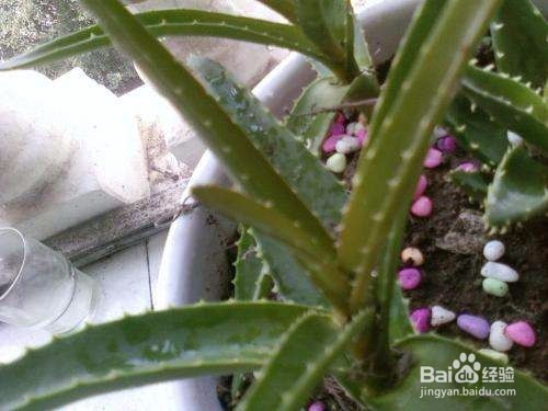 芦荟叶子发黄该怎么办？