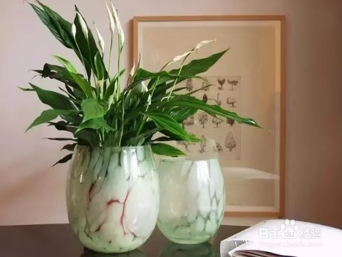 养花施肥技巧，学会了，让花卉生长旺盛