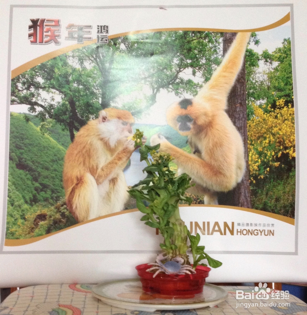 白菜花小盆景——怎样利用废弃物制作盆景