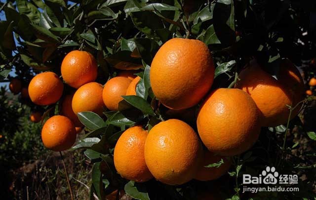 橙子膨果增甜的方法和影响橙子膨果的因素有哪些