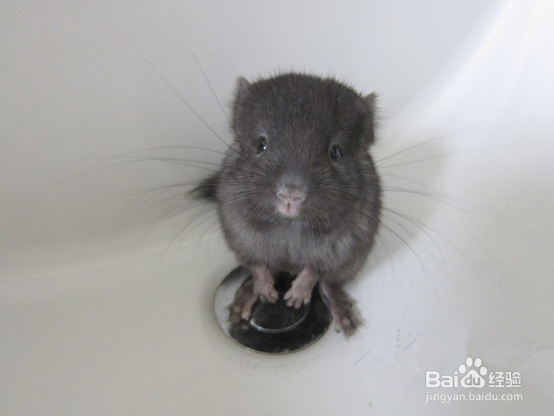 龙猫咕咕叫什么意思?