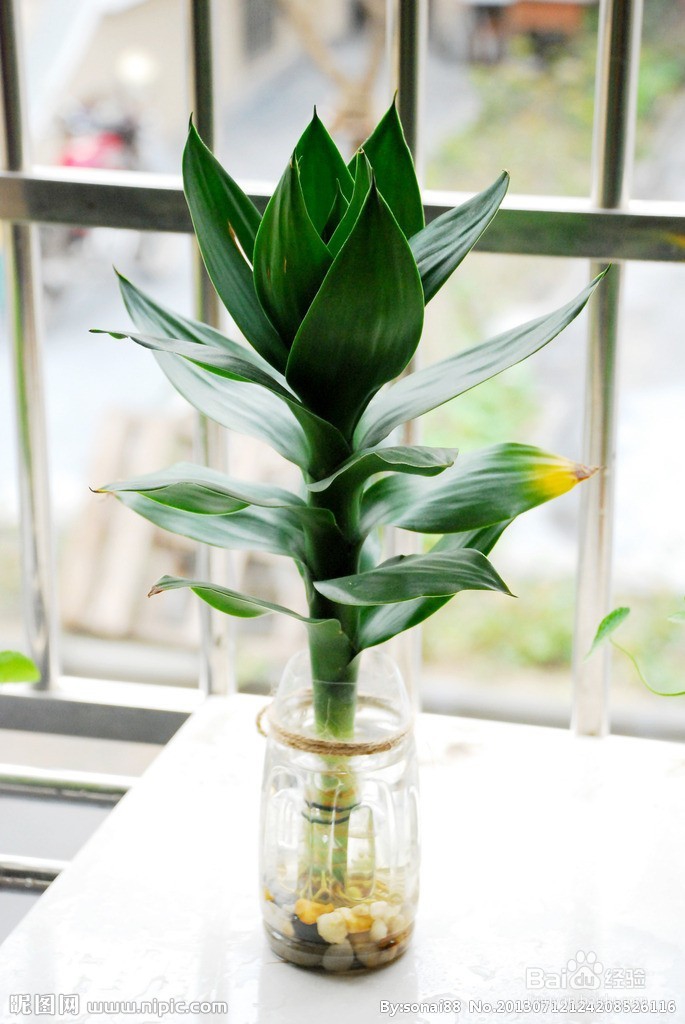 如何才能养好富贵竹（水培植物）