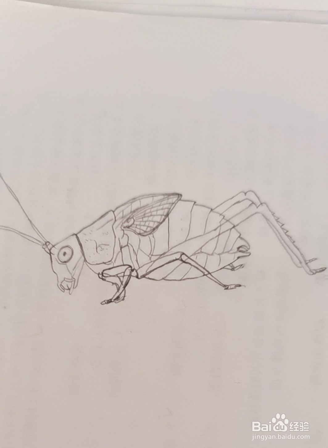 简笔画蝈蝈怎么画