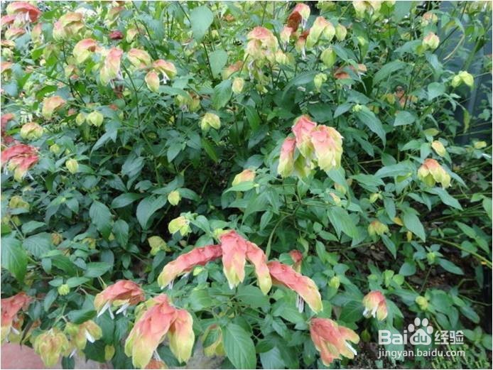 虾衣花种植技术