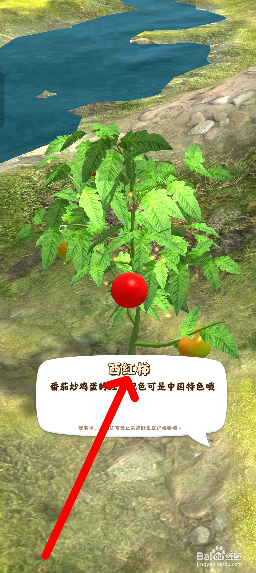 夺笋高手去哪里采摘西红柿