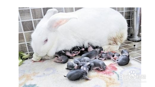 关于母兔子生小兔需要注意的方面
