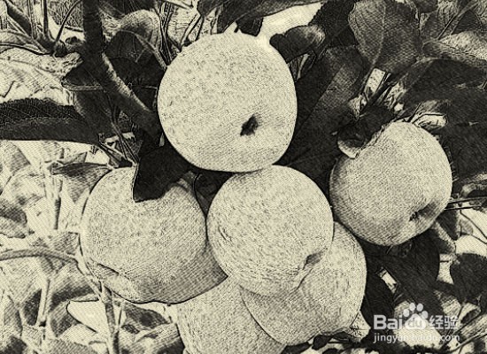 PS如何一键做素描效果