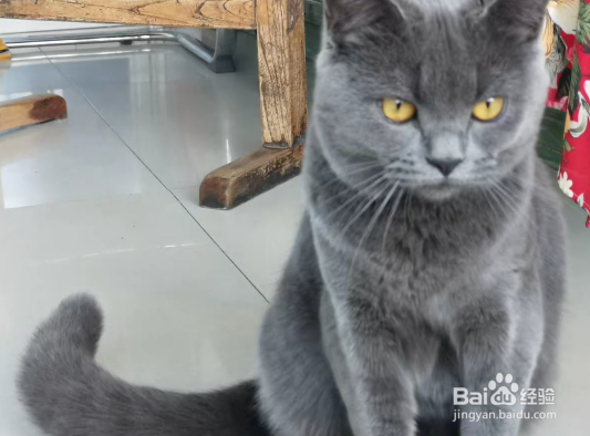 猫卵磷脂可以帮助猫咪美毛