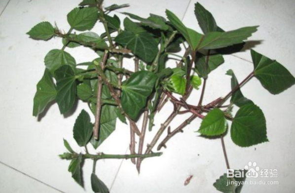 扶桑花怎样扦插繁殖