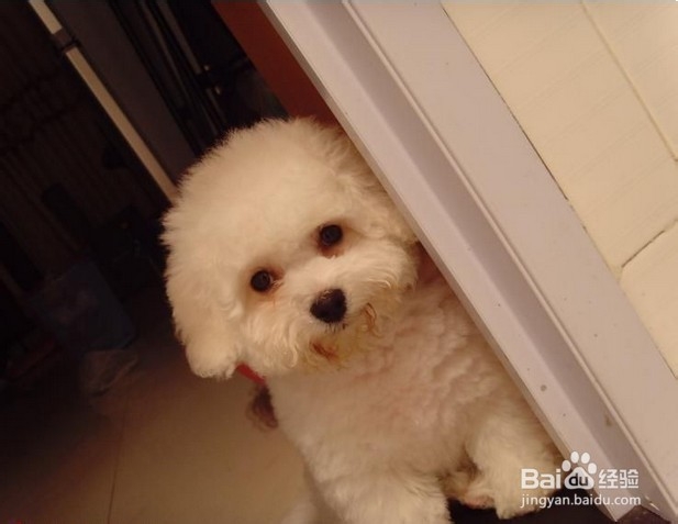 比熊犬的饲喂注意事项