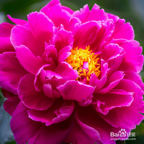 芍药花叶子发黄怎么办