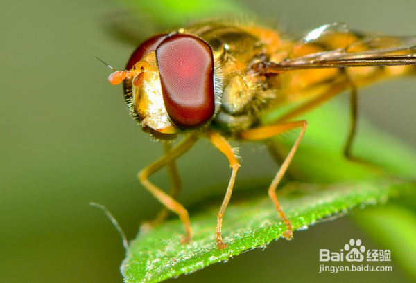 食蝇草怎么养护