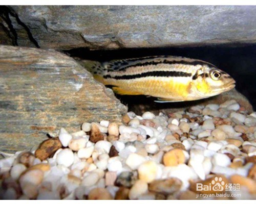 初学者一定要知道的观赏鱼非洲凤凰饲养方法