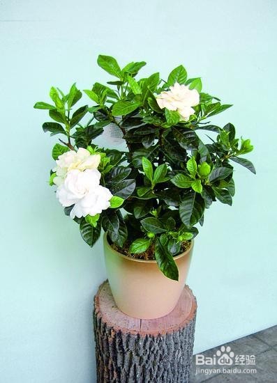 栀子花如何养殖 养殖方法