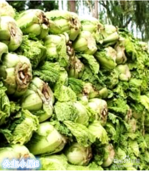 冻白菜的储藏及食用方法