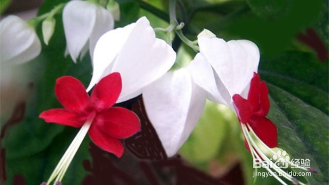 龙吐珠养殖及注意事项