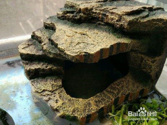 小鳄龟开食技巧