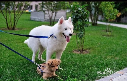 孕妇养狗注意事项