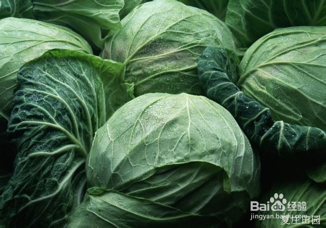 菜盛源无公害大头菜的营养价值