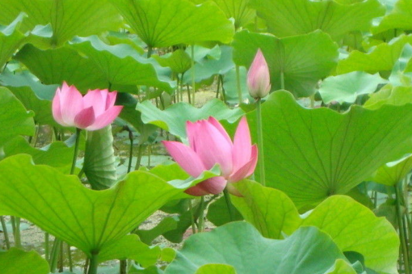 荷花跟莲花有什么区别，有香味吗