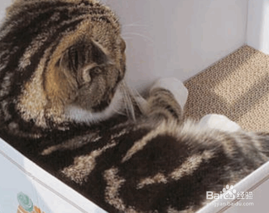 猫咪最喜欢做的几件事