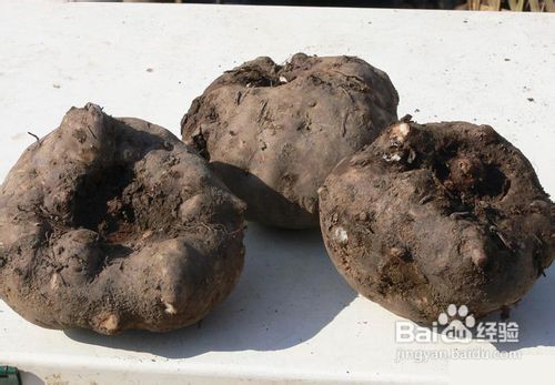 可以减肥的食物