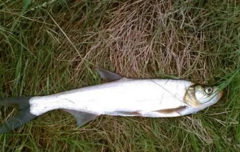 路亚钓翘嘴的技巧和手法是什么