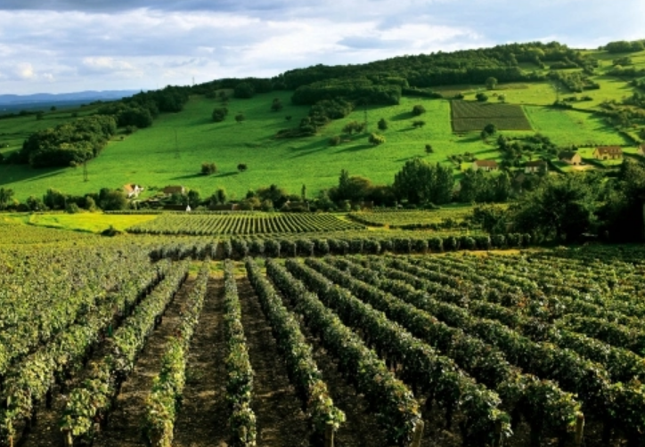 勃良地和勃艮第的区别