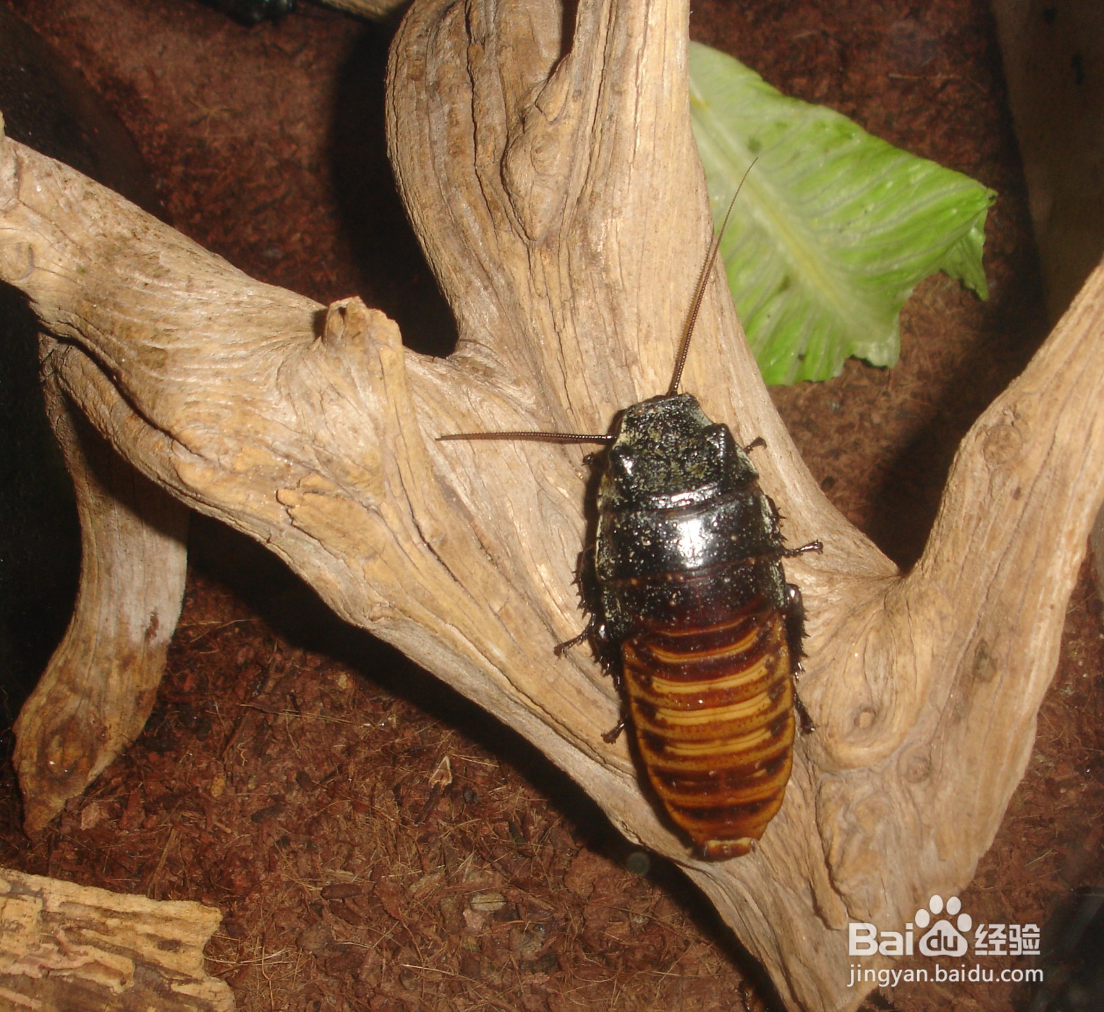 寺庙里如何驱赶蟑螂