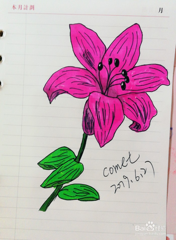 百合花手绘步骤