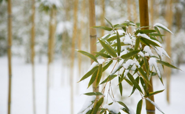 雪竹的诗句古诗有哪些