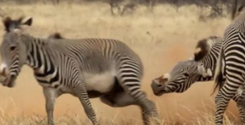 斑马的尾巴有什么作用？#校园分享#