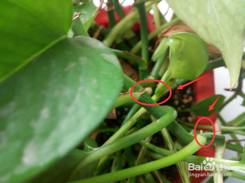 一根绿萝水培怎么变成好多根