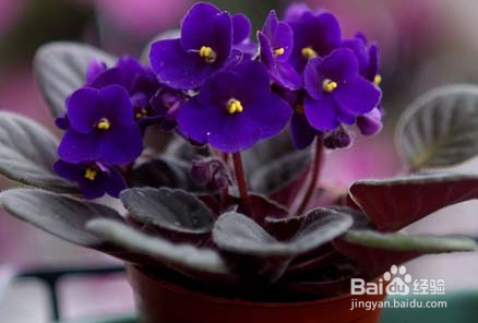 紫罗兰花怎么养