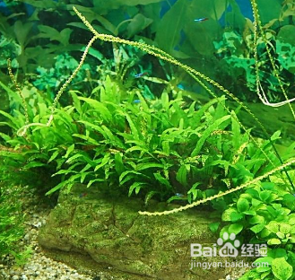 给鱼缸消毒方法