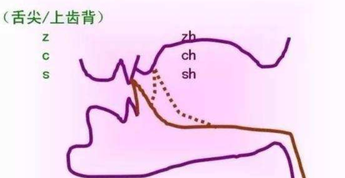 标准普通话卷舌音的舌头应该卷到什么程度