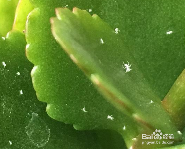 花上面有白色的小虫子怎么办