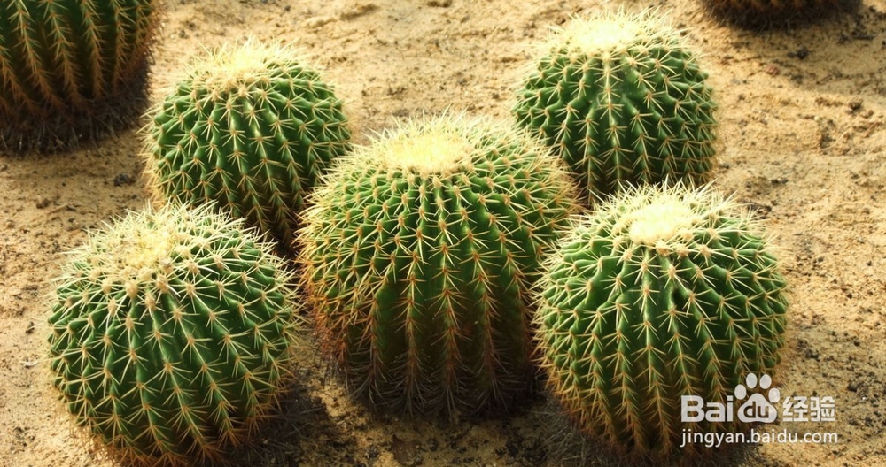 仙人掌与仙人球