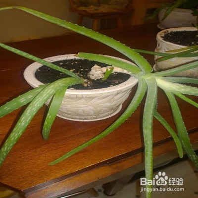 芦荟叶子不断下垂怎么办