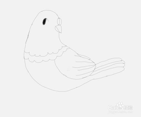 如何教儿童画简笔画鸽子