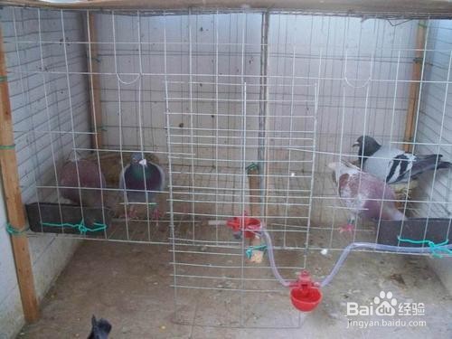 笼养的鸽子怎么洗澡