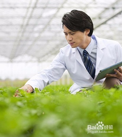 桑叶茶的制作方法