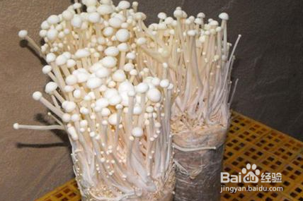 金针菇如何种植