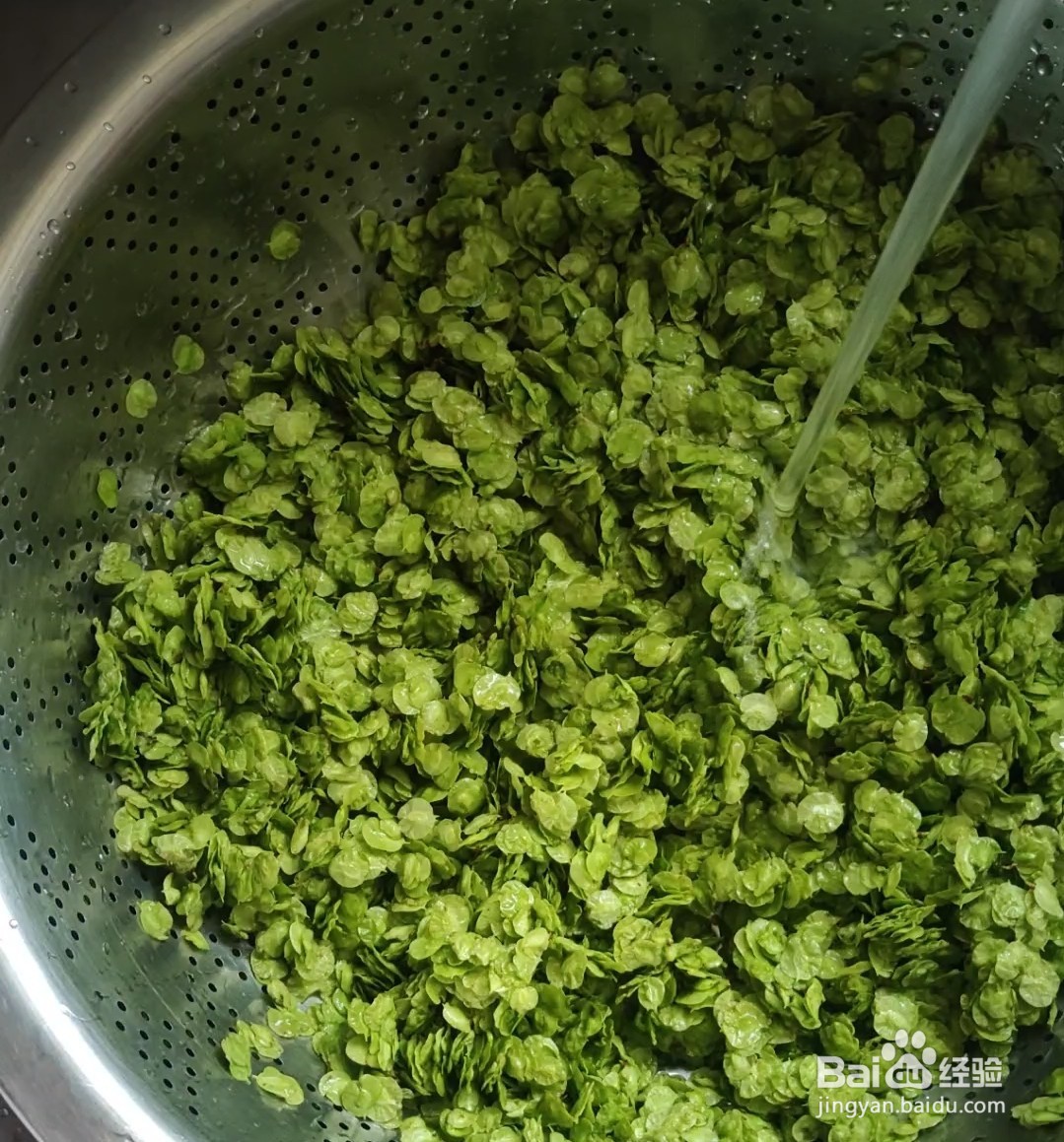 阳春三月的美食~蒸榆钱