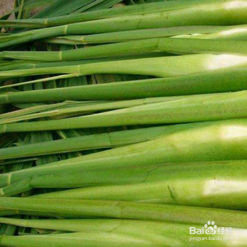 茭白的养殖方法和养殖技巧