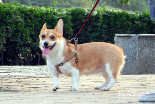 如何鉴别柯基犬