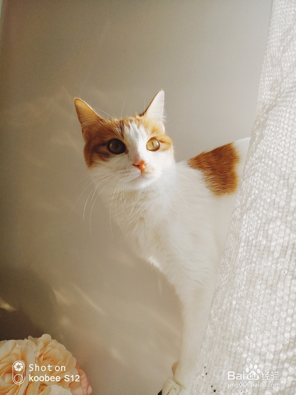 春节将至，教你用koobee S12拍出霸屏照！