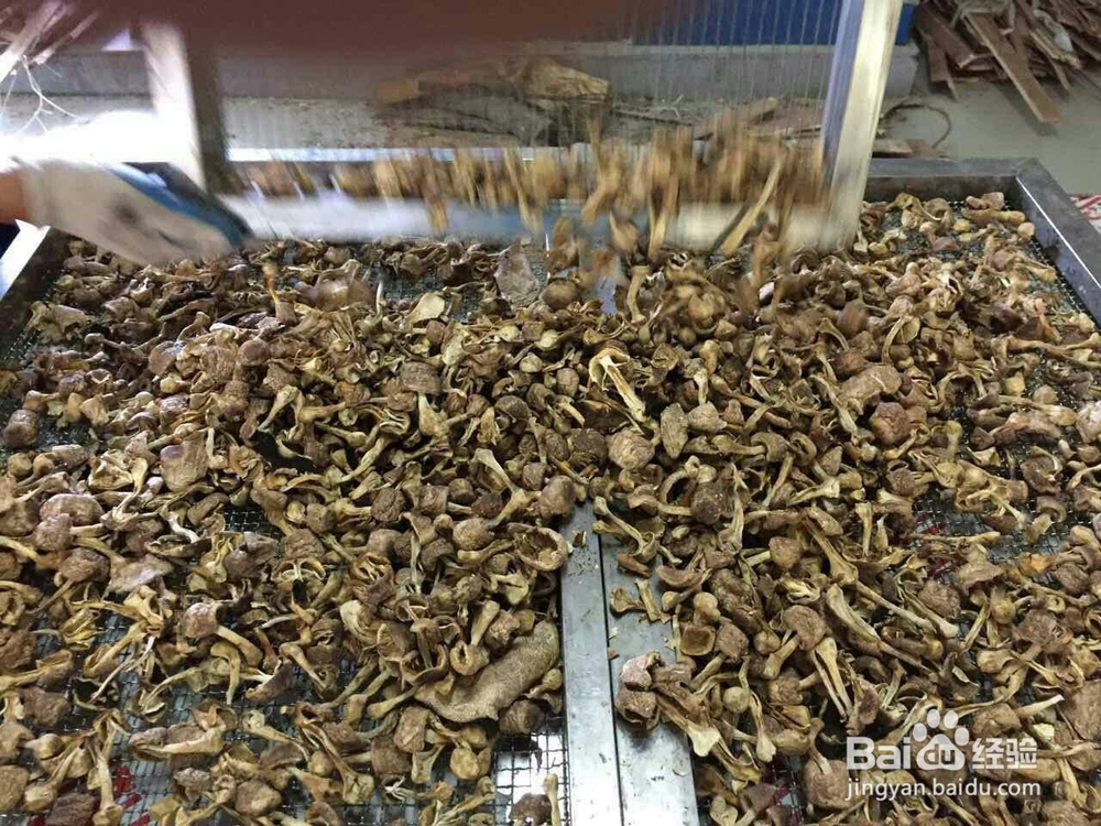 空气源高温热泵烘干机应用在香菇烘干的工艺流程